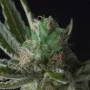 Семена конопли SHARK feminised oт Pyramid Seeds